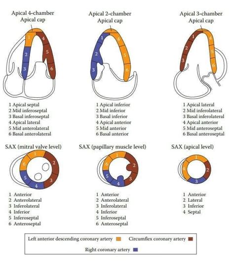 lv wall segments|left ventricular wall segment model.